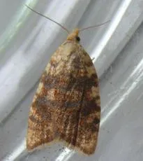 Aleimma loeflingiana - photo 5