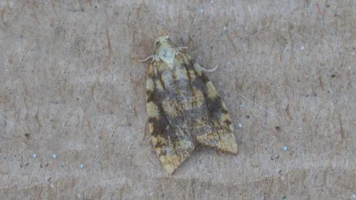 Aleimma loeflingiana - photo 6