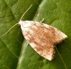 Aleimma loeflingiana - photo 7