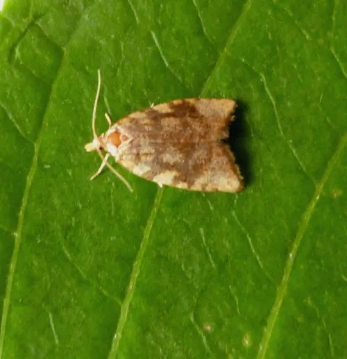 Aleimma loeflingiana - photo 8
