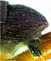 Aleiodes accohannocki - photo 2