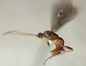 Aleiodes aciculatus