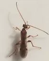 Aleiodes aciculatus - photo 2