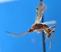 Aleiodes aciculatus - photo 3