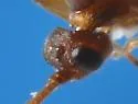 Aleiodes aciculatus - photo 4