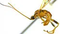 Aleiodes femoratus