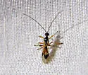 Granular Mummy Wasp