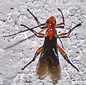 Aleiodes graphicus