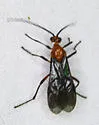 Aleiodes graphicus - photo 2