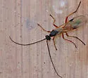 Aleiodes harrimani