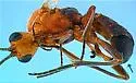 Aleiodes kisomm