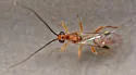 Tent Caterpillar Mummy Wasp