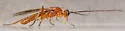 Tent Caterpillar Mummy Wasp - photo 3