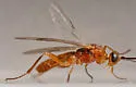 Tent Caterpillar Mummy Wasp - photo 4