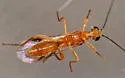 Tent Caterpillar Mummy Wasp - photo 5