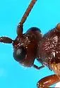 Aleiodes medicinebowensis - photo 5