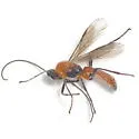 Aleiodes molestus - photo 3