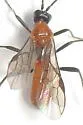Aleiodes molestus - photo 4