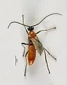 Aleiodes molestus - photo 5