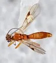 Appleworm Mummy Wasp