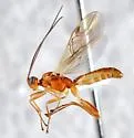 Appleworm Mummy Wasp - photo 2