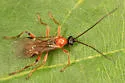Aleiodes parasiticus - photo 2