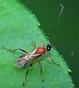 Aleiodes parasiticus - photo 3
