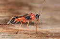 Aleiodes parasiticus - photo 4