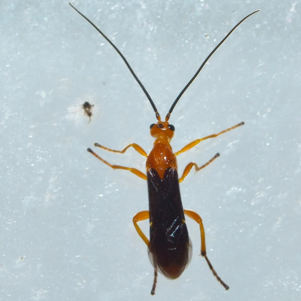 Smooth-headed Mummy Wasp