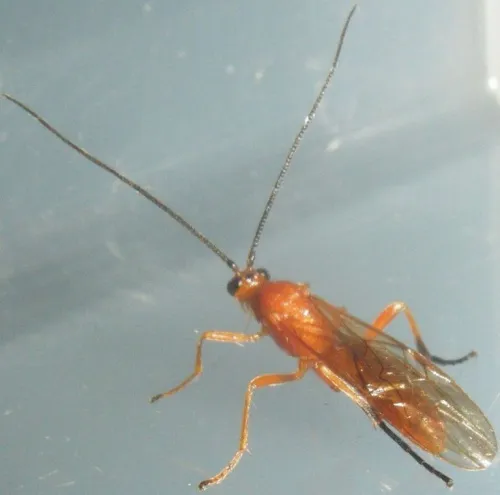 Aleiodes praetor - photo 2