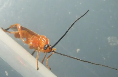 Aleiodes praetor - photo 3