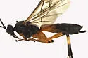 False Terminal Mummy Wasp - photo 2