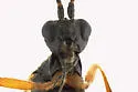 False Terminal Mummy Wasp - photo 3