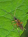 False Terminal Mummy Wasp - photo 4