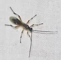False Terminal Mummy Wasp - photo 5