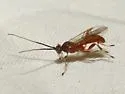 Quebec Mummy Wasp - photo 2