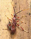 Quebec Mummy Wasp - photo 3