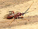 Quebec Mummy Wasp - photo 4