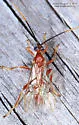 Quebec Mummy Wasp - photo 5