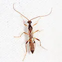 Saint Hyacinth Mummy Wasp