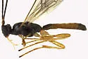 Aleiodes scrutator - Aleiodes scrutator