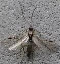 Aleiodes scrutator - photo 2