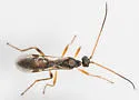Aleiodes scrutator - photo 3