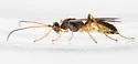 Aleiodes scrutator - photo 4