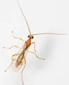 Aleiodes scrutator - photo 5