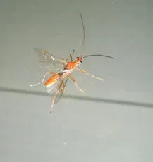Aleiodes similis - photo 2