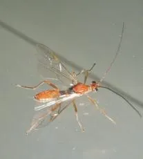 Aleiodes similis - photo 3