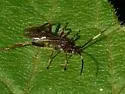 Smith's Banded Mummy Wasp