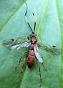 Smith's Banded Mummy Wasp - photo 3