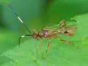 Smith's Banded Mummy Wasp - photo 4